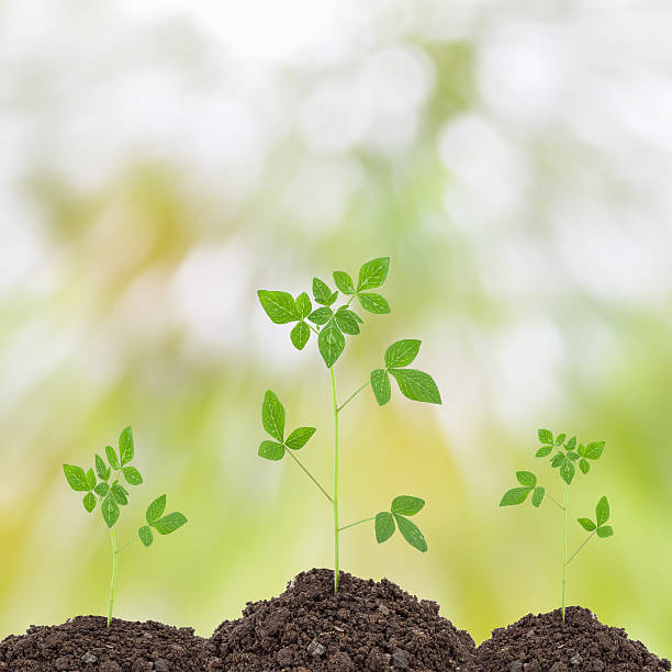 istock water drop with Young green plant on  the soil 519787822