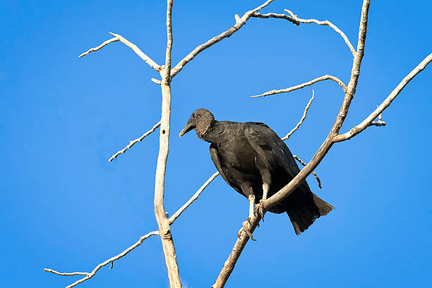 Black vulture in a tree in Costa Rica. stock photo