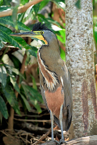 Tiger heron on a river shore in Costa Rica. stock photo