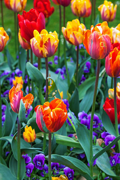 istock Colorful tulips in a garden in summer 519788682