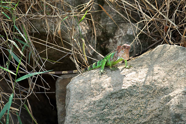 Iguana on a rock in Costa Rica. stock photo