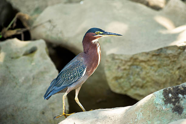 Green heron on a rock in Costa Rica. stock photo