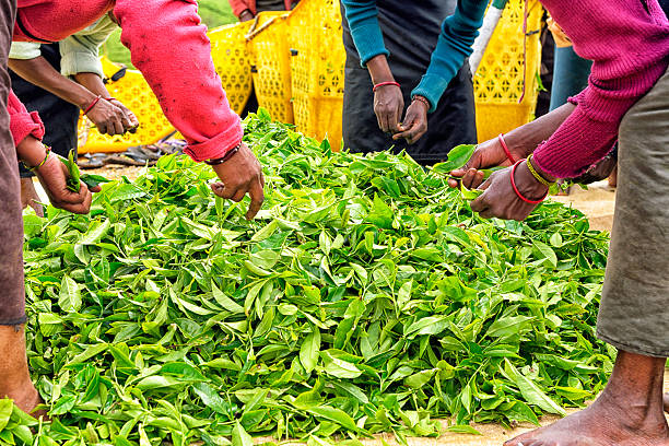 Female Workers in Nuwara Eliya, Sri Lanka Situated at around 2000m above sea level and surrounded by lush tea plantations Nuwara Eliya is the heart of the tea industry. The climate, geography and geology of the Sri Lankan Highlands is ideal for tea cultivation but it is very labour intensive. In this Image; Tamil, Sri Lankan, female workers picking tea bush tips to make ceylon tea. When the workers bags are full with fresh picked tea bush tips they are sent to the wholesaler. The tea pickers can get an hour lunch break and a half hour tea break in the day which starts at 7.30am, an hour after dawn. It is very hard work.  labor intensive production line stock pictures, royalty-free photos & images