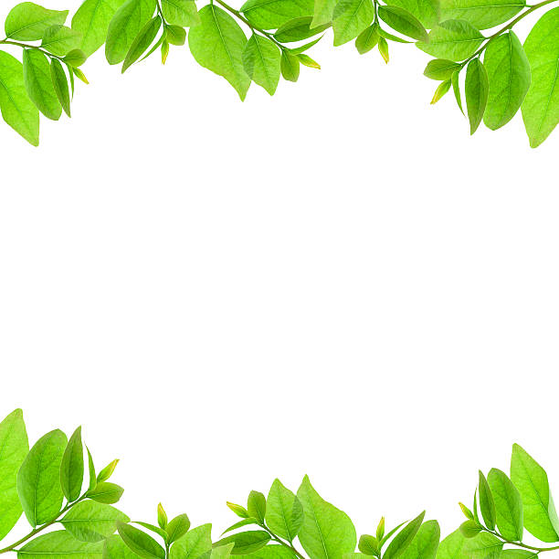 istock Green leaves frame isolated on white background. 519792548