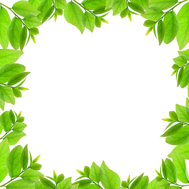 istock Green leaves frame isolated on white background. 519792604
