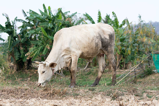 istock white cow stand on dry country field 519793818