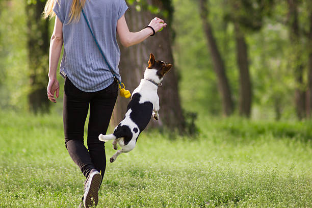 istock Young woman walking with dog playing training in the park 519793862