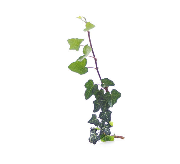 istock Green ivy isolated on white 519802943