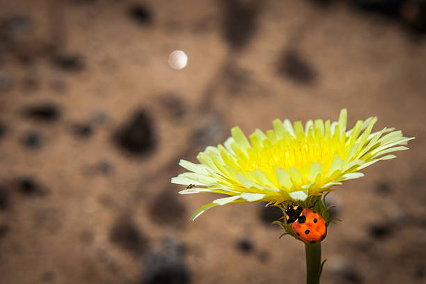 lady bug и миниатюрными насекомое на желтый цветок - single flower desert spring red стоковые фото и изображения