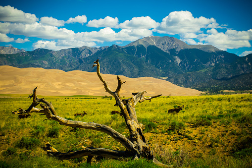 Herd of Elk Crossing The Great Sand Dunes and Rocky Mountains