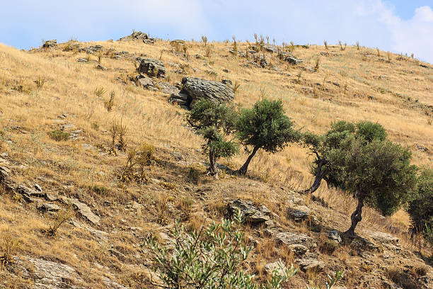 オリーブの木 - steppe old olive tree tree ストックフォトと画像