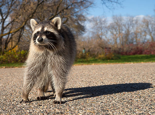 istock Young Raccoon Standing in Parking Lot Facing Camera 519804169