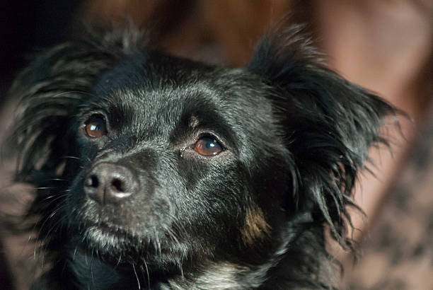 jovem cão - male dog imagens e fotografias de stock