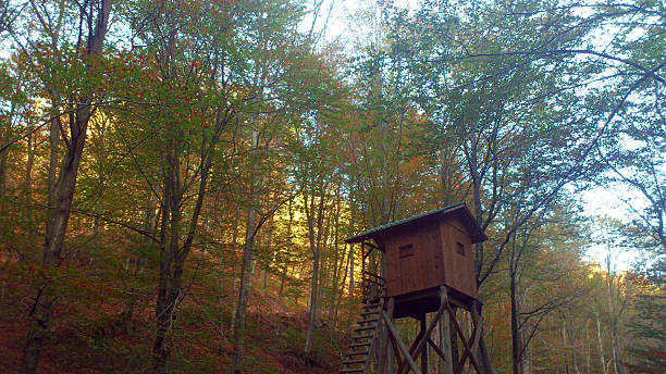 사냥 전망대 - forest hut window autumn 뉴스 사진 이미지