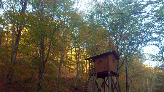 Hunting lookout construction in the forest