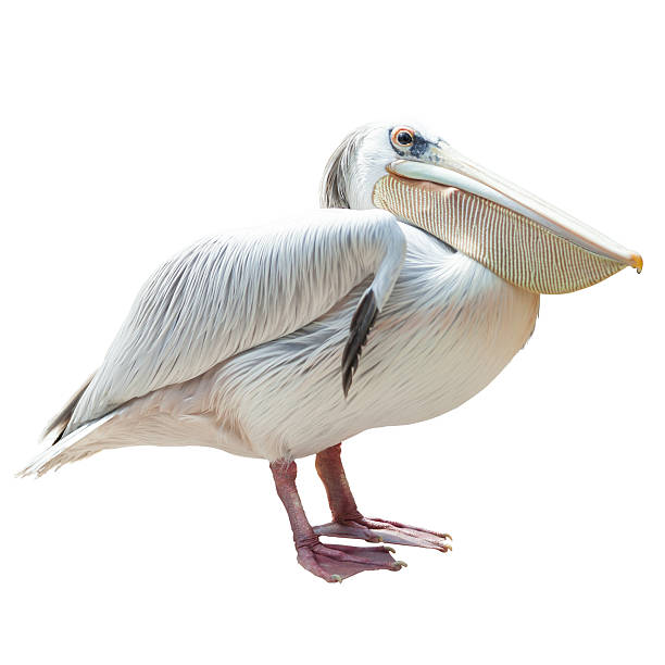 istock pelican portrait 519805579