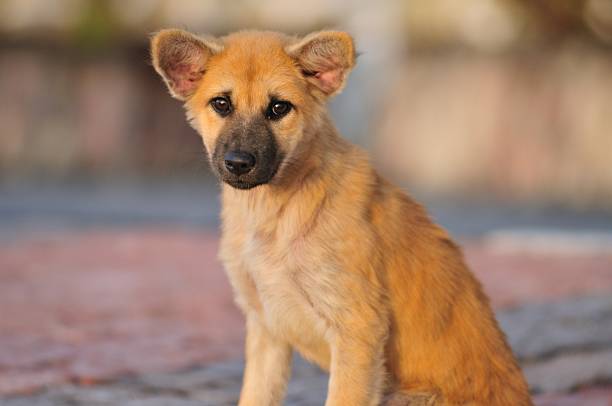 istock cute chubby little puppy 519806157