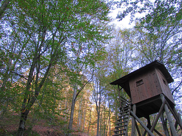 사냥 전망대 - forest hut window autumn 뉴스 사진 이미지