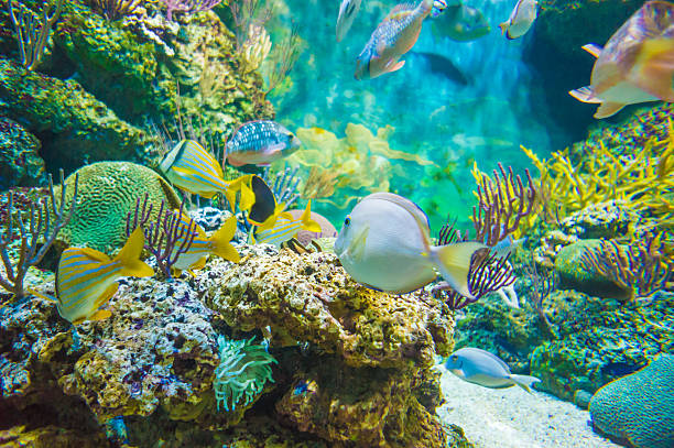 istock Tropical fish and coral reef 519806413