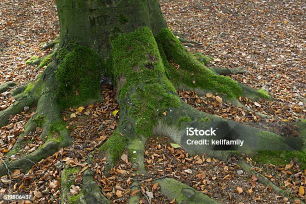 Moss On Tree Stock Photo - Download Image Now - Abstract, Abundance, Autumn
