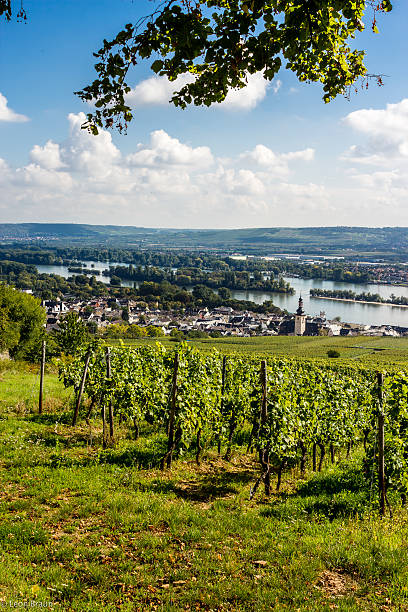 istock Vineyard in the Rheingau 519806447