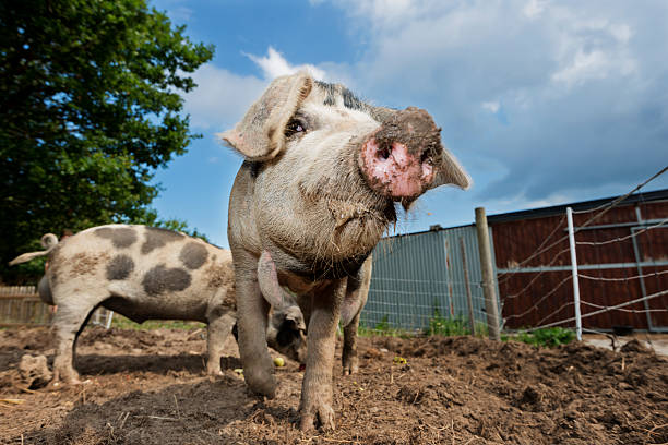 Outdoor Reared Danish Landrace Pig