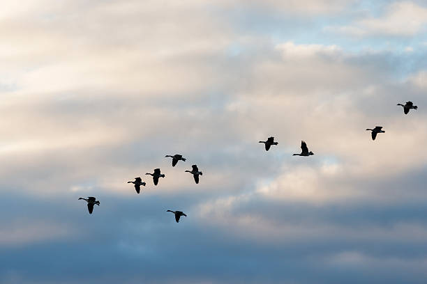 istock Geese Flying Across the Clouds 519806683