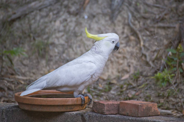 istock Sulphur Crested Cockatoo 519806787