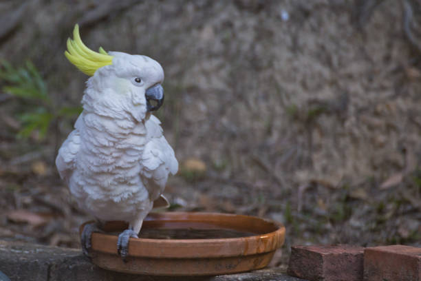 istock Sulphur Crested Cockatoo 519806793