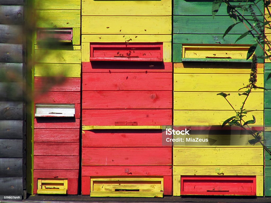Apiary Bees in The Apiary Activity Stock Photo