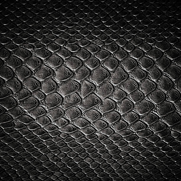 istock Snake black skin leather texture 519808513
