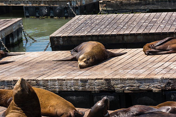 istock Sea lions sleeping on the piers 519809057