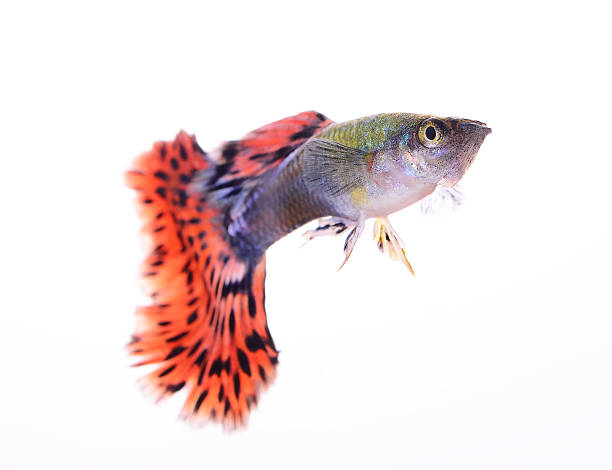 guppy fish isolated on white background