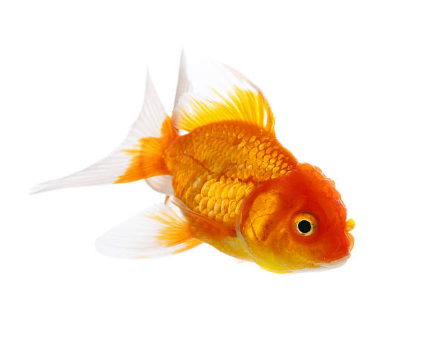 istock gold fish isolated on white background 519809239