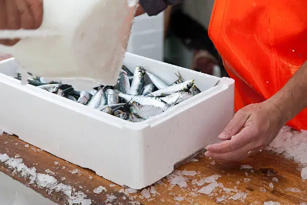 Photo of Fishermen prepare sardines for transportation