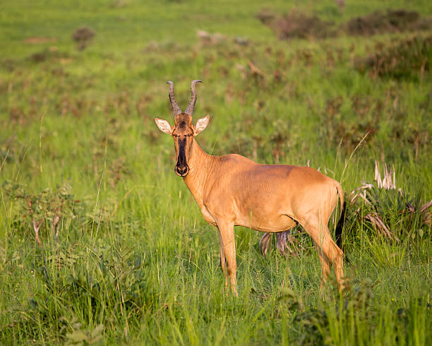 istock Lichtenstein's Hartebeest in the African savanna 519822862