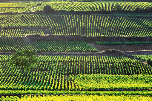 Vineyards near Beaune, Burgundy, France