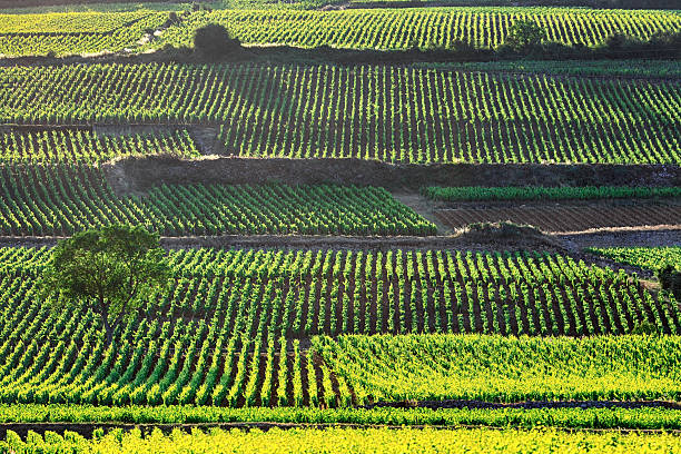 Burgundian vineyards, France Vineyards near Beaune, Burgundy, France burgundy france stock pictures, royalty-free photos & images