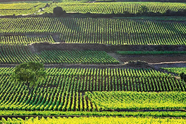 Vineyards near Beaune, Burgundy, France