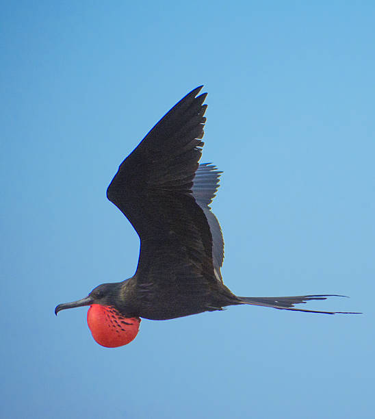 istock Classic male magnificent frigate bird 519823044