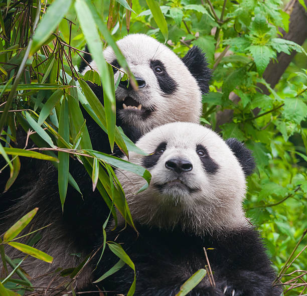 두 팬더곰 에서 대나무 숲 - bamboo shoot leaf bamboo green 뉴스 사진 이미지