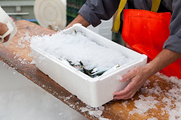 Fishermen prepare sardines for transportation