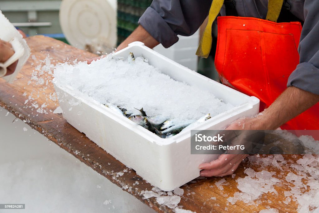 Fishermen prepare sardines for transportation Fishermen covering with ice fresh sardines, before the transport Fish Stock Photo