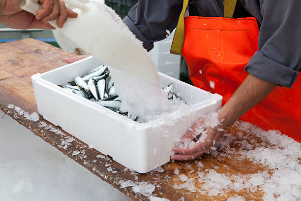 istock Fishermen prepare sardines for transportation 519824283