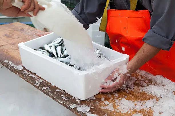 Photo of Fishermen prepare sardines for transportation