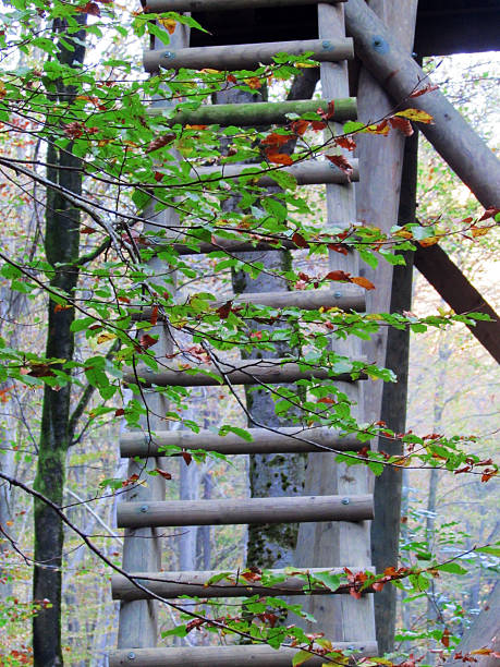Hunting lookout ladder
