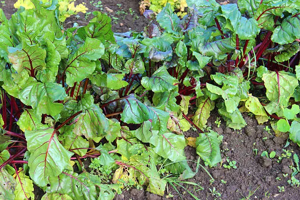 Photo showing a row of lush green and purple beetroot leaves / beets - Latin name: Beta vulgaris.  These purple beetroot plants are growing in a shared allotment garden plot / vegetable garden.