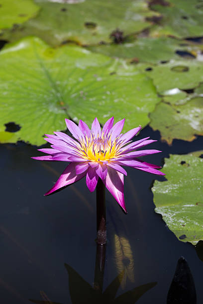 istock image of a lotus flower on the water 519824931