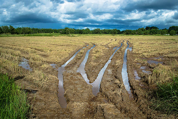 istock wheel track in rice harvest 519825251