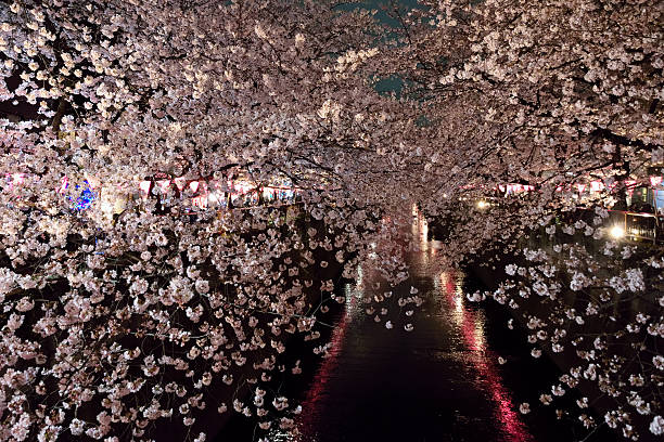 istock Cherry Blossom Night Landscape at Tokyo, Japan 519825468